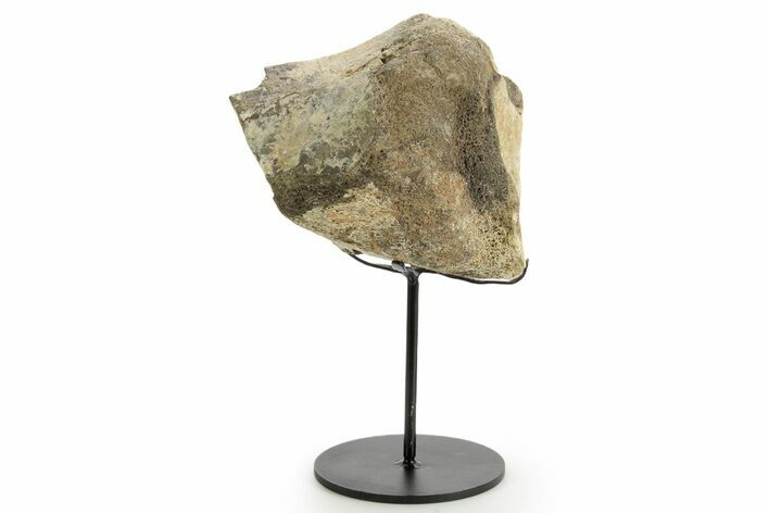 Fossil Sauropod Partial Vertebra w/ Metal Stand - Colorado #363646